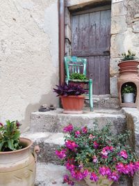 Potted plants outside house