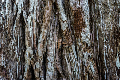 Full frame shot of tree trunk