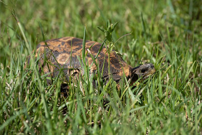 Leopard tortoise sits in grass eyeing camera