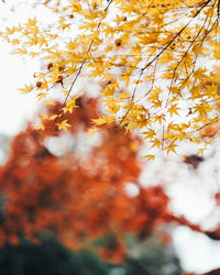 Low angle view of flowering plant during autumn