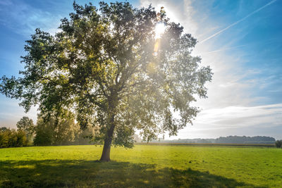 Trees on field against sky