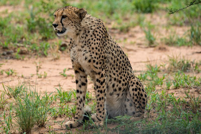 View of a gepard