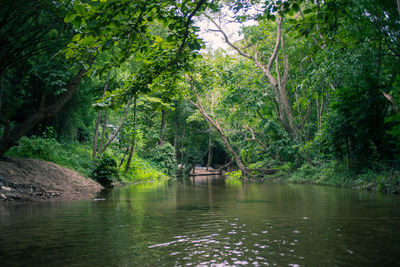 Scenic view of lake with trees in background