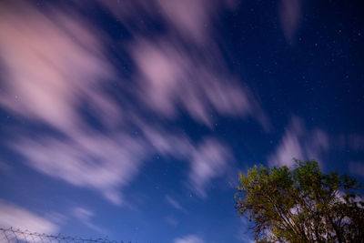 Low angle view of tree against sky at night