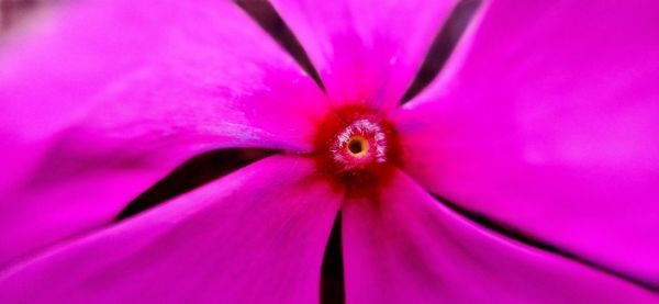 Close-up of pink rose flower