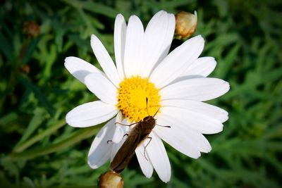 Close-up of white daisy blooming outdoors