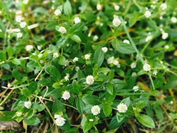 High angle view of small flowering plants on field
