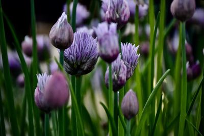 Close-up of purple flowering plants on field