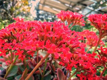 Close-up of red flowers