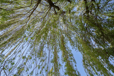 Low angle view of trees against sky