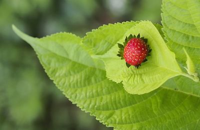 Close-up of strawberry on plant