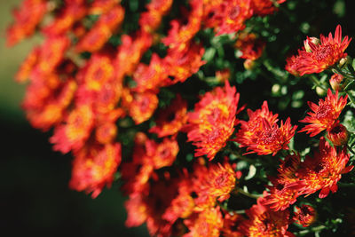 Close-up of red flowering plant