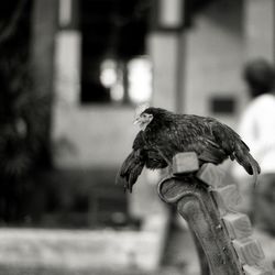 Close-up of owl perching outdoors