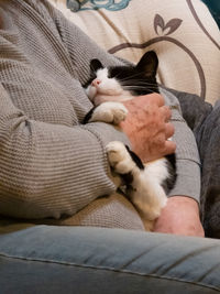 Cat sleeping on sofa