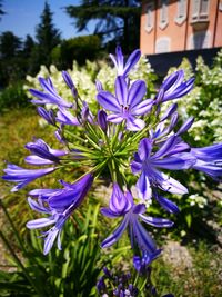 Close-up of purple flowers blooming outdoors