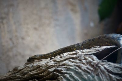 Close-up of green anaconda on rock
