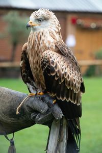 Close-up of eagle perching