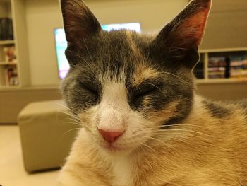 Close-up portrait of cat at home