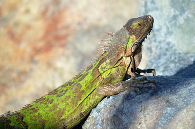 Close-up of lizard on rock