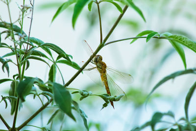 Close-up of butterfly on plant