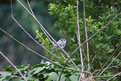 Bird perching on a plant