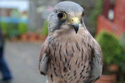 Close-up of bird