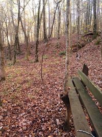 Trees in forest