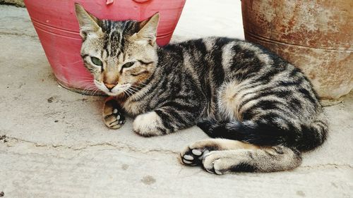 Close-up of cat sitting