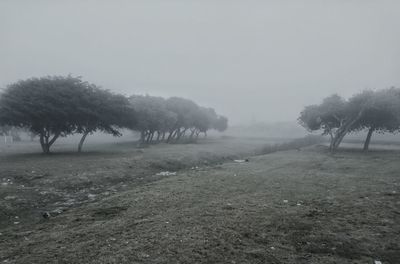 Trees on landscape against clear sky