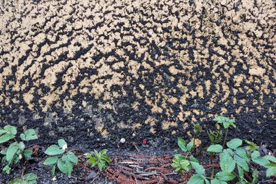 High angle view of plant growing on field