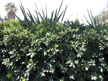 Low angle view of plants against sky