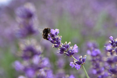 Close-up of bee pollinating on purple flower