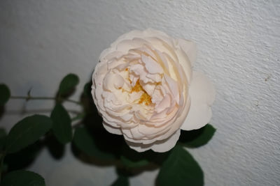 Close-up of white rose