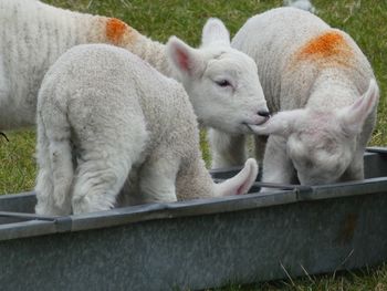 Lambs being lamb