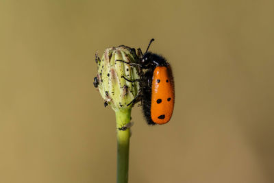 Close-up of ladybug on plant