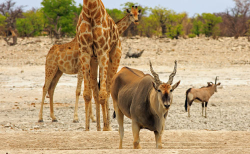 Eland  standing  on field with giraffe