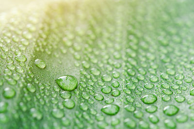 Water drops on banana leaf background with sun light