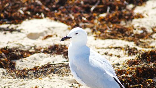 Close-up of seagull