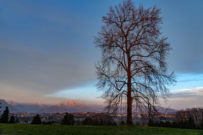 Bare tree on field against sky during sunset
