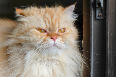 Close-up portrait of a cat