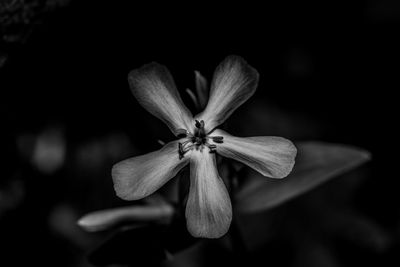 Close-up of flower blooming outdoors