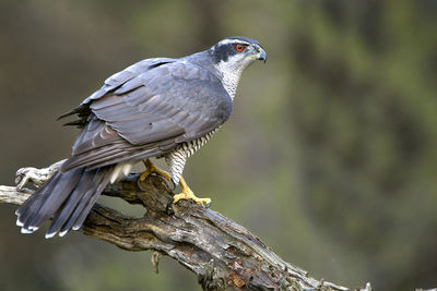 Close-up of bird perching on branch