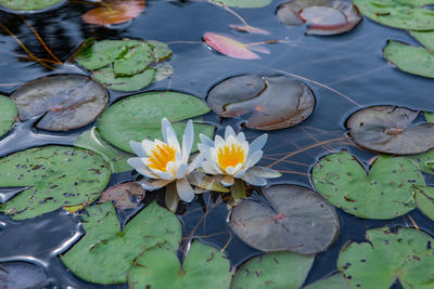 Lotus water lily in pond