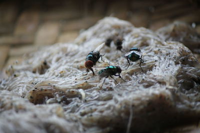 Close-up of bee on wood