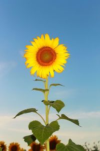 Close-up of sunflower against sky