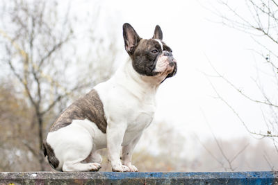 Full length of a french bulldog standing guard