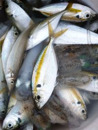 Fresh seafood in thailand