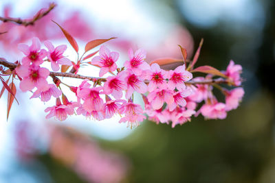 Close-up of pink bougainvillea blooming outdoors