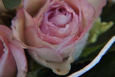 Close-up of wet pink rose