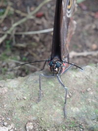 Close-up of insect